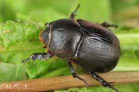 Image result for Pentodon