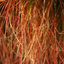 Stipa Arundinacea Anemanthele Lessoniana Stipe Magnifique Graminee D Ornement Formant Une Fontaine Orange Brul Stipa Arundinacea Stipa Graminees Vivaces