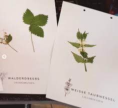 Weitere ideen zu herbarium vorlage, blumen pressen, pflanzen. Vorlage Herbarium Erstellen Urbarium