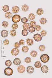 Image result for Scleroderma polyrhizon