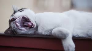 How to brush cats teeth at home. How To Properly Examine Your Cat S Teeth And Gums