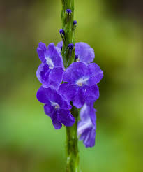 Image result for Stachytarpheta urticifolia