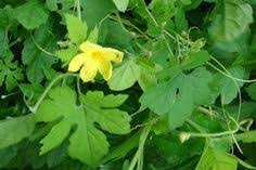Voici Une Recette Pour Vous Permettre De Vous Purifier Plants Momordica Charantia Herbs