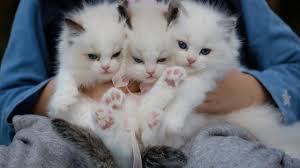 Maybe you would like to learn more about one of these? Ini Cara Bersihkan Bulu Kucing Pada Pakaian Dengan Cepat Ragam Bola Com