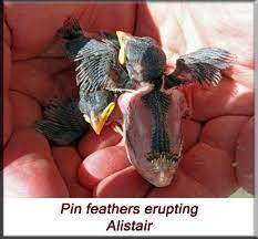 The House Sparrow Passer Domesticus Nesting Orphan Care And Rehabilitation Contd Rehabber S Den