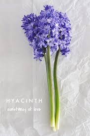 Getting Fresh Flower Meanings Pretty Flowers Purple Flowers