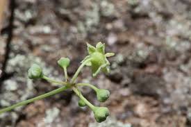 Image result for Helinus integrifolius