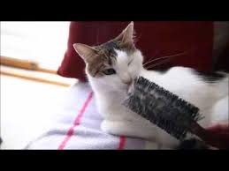 Kedi Tarama Ve Gozlerini Temizleme Pamukluhayatlar Youtube