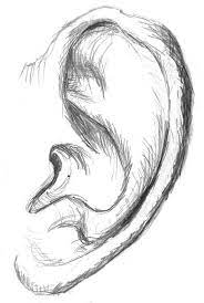 Free Image On Pixabay Ear Sketch Drawing Beauty Art Drawings Art Drawings Sketches Simple Drawings