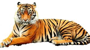 Image result for tiger