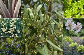 Check spelling or type a new query. Olivier Olea Europaea Plantation Taille Nos Conseils