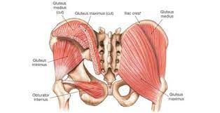 5 Stretches For The Gluteus Medius And Minimus Phila Massages