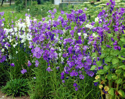 87c067035ef2f3bb268c6936f976b615 Jpg 1024 815 Plants Best Plants For Shade Shade Plants