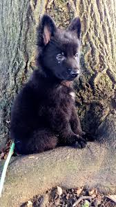 German Shepherd Black And Brown Puppy 7 Week Old Solid Black German Shepherd Puppy Mr Mac The Animanimac Black German Shepherd Puppies German Shepherd Puppies Shepherd Puppies