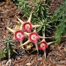 Image result for Huernia verekeri