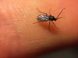 Once the gnats enter into the jar they aren't allowed to leave. How To Get Rid Of Fungus Gnats House Plant Hobbyist