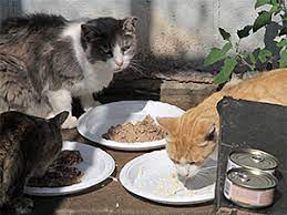 Medicating Feral Cats And Kittens
