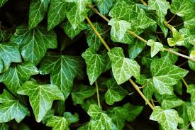 Common plants toxic to cats. 19 Toxic Plants For Cats And Other Pets To Watch Out For