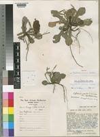 Image result for Elytraria acaulis