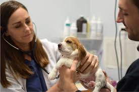 Payment will be accepted in the form of cash only. Lurie Clinic Paws Chicago