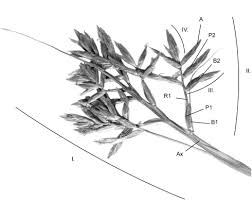 Image result for Schoenoxiphium sparteum