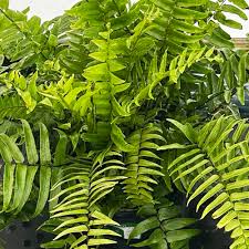 Image result for Nephrolepis biserrata