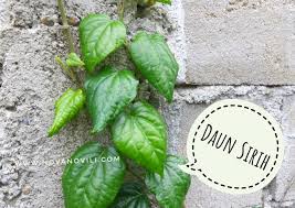 Daun wungu merupakan tumbuhan herbal obat yang berasal dari papua nugini dan polinesia yang sangat bermanfaat bagi kesehatan | klik disini. 5 Tanaman Obat Yang Mudah Tumbuh Khasiatnya Nashhah