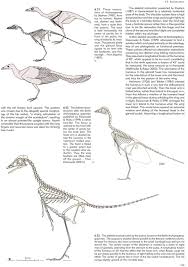 The published work on the berlin specimen shows that it has every indication of being a hoax of the same kind, that is, a. Archaeopteryx The Icon Of Evolution Pfeil Verlag