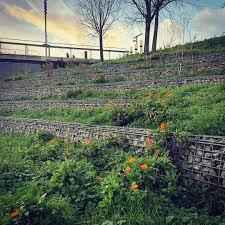 Nigel Dunnett On Instagram Calendulas Flowering In Christmas Week 2018 December 22nd On Gabions In The Medite Queen Elizabeth Park Christmas Week Instagram