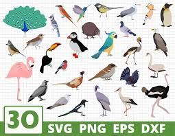 Download Birds Vector Bundle Bird Svg Bird Cricut Bird Clipart By Svgocean Thehungryjpeg Com