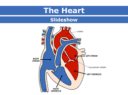 While there are many heart diagrams to be found online, this heart diagram has been illustrated with learning in mind. Heart And Circulatory System