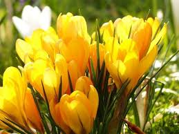 Gardening Is Fun There Are Tons Of Elements You Need To Be Aware Of When It Comes To Gardening So You Must Educate Your Yellow Crocus Hd Flowers Bulb Flowers