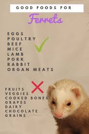 And being strict carnivores, like cats, they need a high protein food source. Tierchen Ferrets Find Food Best Cat How The For Tohow To Find The Best Cat Food For Ferrets Tierchen Ferret Ferret Diy Pet Ferret