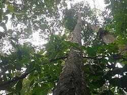 Image result for Diospyros crassiflora