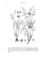 Image result for Monochoria