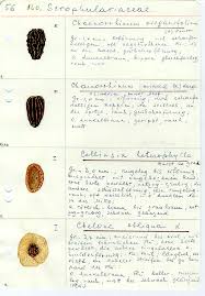 Image result for Coleus betonicifolius