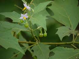 Image result for Solanum anguivi