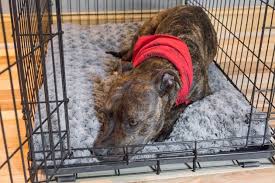 Nov 18, 2020 · the best dog beds for large and small dogs, including cozy orthopedic beds for older dogs, durable beds for chewers and puppies, cooling, warming, and more. The Best Dog Beds Reviews By Wirecutter