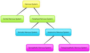 Nervous system diagram overview of neuron structure and function article khan academy. 11 2 Introduction To The Nervous System Biology Libretexts