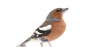 Wij bieden een ruim assortiment met onder anderen. Tijd Voor De Tuinvogeltelling Dit Zijn De Meest Voorkomende Vogels In Jouw Tuin Binnenland Ad Nl