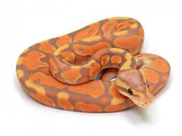 What Is Your Favorite Cg Banana Combo S Ball Python Morphs Ball Python Dream Snake