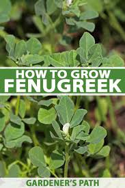 Its claimed use is to enhance masculinity and libido. How To Grow Fenugreek Gardener S Path