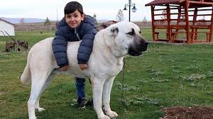 kangal kopegi