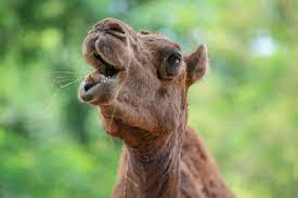 Every sunday morning, before daybreakdown upon the farm, on the fishpondall the little ducks, they go paddlinglook out for fish or for breakfast sunday morning hear the churchbells ringinghigh up in the. Camel Hair Imagenes Y Fotos 123rf
