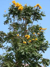 Great savings & free delivery / collection on many items. Pin On Trees We Stock