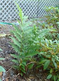 Image result for Cyathea dregei