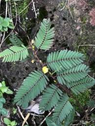 Image result for Chamaecrista grantii