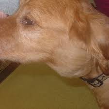 Other sores that won't heal. Dog Lymphoma Symptoms Treatment Bow Wow Meow