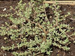 Image result for Cyperus kirkii