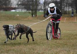Zampa Steht Fur Hundezubehor Artikel Die In Der Schweiz Entwinkelt Und Hergestellt Werden Sei Es Ein Zuggeschirr Nach Spezial Zuggeschirr Hund Zubehor Hunde